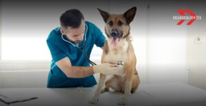 Quirófano Veterinario Móvil Aguascalientes