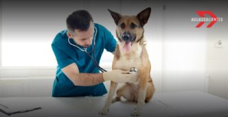 Quirófano Veterinario Móvil Aguascalientes